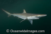 Pacific sharpnose shark (Rhizoprionodon longurio). Mulege, Baja, Mexico, Sea of Cortez.
