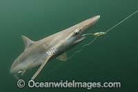 Pacific Sharpnose Shark (Rhizoprionodon longurio) - caught on a shark fishing longline. Sea of Cortez, Mulege, Baja, Mexico.