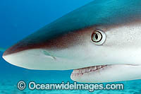 Caribbean Reef Shark (Carcharhinus perezi). St Maarten, Caribbean Sea