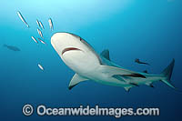 Caribbean Reef Shark (Carcharhinus perezi). St Maarten, Caribbean Sea