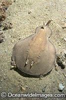 Coffin Ray (Hypnos monopterygium). Also known as Electric Ray, Crampfish, Numbfish, Short-tail Electric Ray and Torpedo Ray. New South Wales, Australia. This ray is capable of delivering a strong electric shock and uses its electric organs to stun prey.
