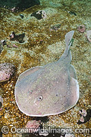 Apron Ray (Discopyge tschudii). Photo taken at Zapallar Bay, Central Chile, Eastern South Pacific.