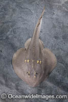 Yellowspotted Fanray (Platyrhina tangi). A species of thornback ray from the northwestern Pacific including Vietnam Taiwan, China, Korea and Japan.