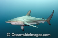 Blacktip Shark (Carcharhinus limbatus). Also known as Black Whaler. Found in coastal tropical and sub-tropical waters around the world, including brackish habitats. Photo taken at Aliwal Shoal, Umkomaas, South Africa, Indian Ocean.