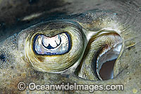 Detail of the eye and spiracle of a Banded Guitarfish (Zapteryx exasperata). Cabo Pulmo, Baja, Sea of Cortez, Mexico