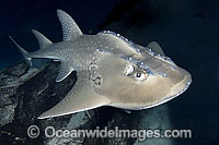 Shark Ray (Rhina ancylostoma). Also known as Bowmouth Guitarfish and Mud Skate. The only member of the Sharkfin Guitarfish family (Rhyncobatidae) with a broadly rounded snout. Found throughout Indo-Pacific west to South Africa. Photo taken Australia.