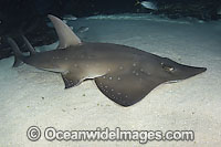 White-spotted Guitarfish (Rhynchobatus djiddensis). Also known as Giant Guitarfish, Sandshark, Whitespot Ray, Whitespot Shovelnose Ray, Sharkfin Ray and Shovelnose Shark. Found on Continental Shelf and tropical and warm temperate waters of Australia.