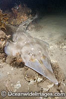 Eastern Shovelnose Ray (Aptychotrema rostrata). Also known as Banks Shovelnose Ray, Iragoni, Shovelnose Shark and Shovelnose Guitarfish. Nelson Bay, New South Wales, Australia.