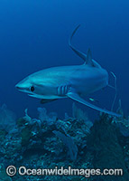 Pelagic Thresher Shark (Alopias pelagicus). Photo taken at Monad Shoal, Malapascua, Cebu, Philippines, Visayan Sea.