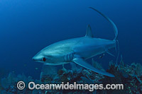 Pelagic Thresher Shark (Alopias pelagicus). Photo taken at Monad Shoal, Malapascua, Cebu, Philippines, Visayan Sea.