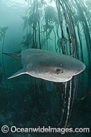 Broadnose Sevengill Shark (Notorynchus cepedianus). Found in the western Pacific Ocean off China, Japan, Australia, New Zealand, eastern Pacific Ocean and south Atlantic Ocean. Millers Point, Simon's Town, Cape Province, South Africa. Threatened species.
