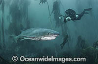 Broadnose Sevengill Shark (Notorynchus cepedianus). Aka Cowshark. False Bay, Western Cape, South Africa.