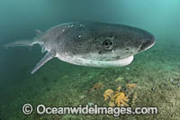 Broadnose Sevengill Shark (Notorynchus cepedianus). Aka Cowshark. False Bay, Western Cape, South Africa.