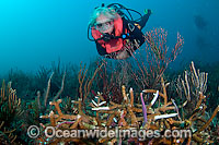 Scuba Diver viewing endangered and diseased Staghorn Coral (Acropora cervicornis) photographed offshore Palm Beach, Florida, USA. This is the northernmost colony of this species found to date in the east coast of the U.S. Protected species.