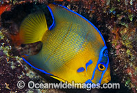 Queen Angelfish (Holacanthus ciliaris) - juvenile. Breakers Reef, Palm Beach, Florida, USA.