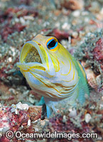 Yellowhead Jawfish (Opistognathus aurifrons), male brooding a clutch of eggs in its mouth. Also known as Yellowheaded Jawfish. Photo taken at Palm Beach, Florida, USA.
