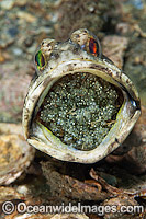 Banded Jawfish (Opistognathus macrognathus), male brooding a clutch of eggs in its mouth. Photo taken at Lake Worth Lagoon, Palm Beach County, Florida, USA.