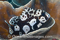 Many-spotted Sweeetlips (Plectorhinchus chaetodontoides) - sub-adult. This species goes through a radical color change as it matures from a juvenile to an adult. Found throughout S.E. Asia and Indo-W. Pacific, including Great Barrier Reef.