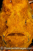 Longlure Frogfish (Antennarius multiocellatus). Palm Beach, Florida, USA. West Atlantic.