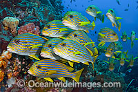 School of Ribbon Sweetlips (Plectorhynchus polytaenia). Also known Striped and Yellow-ribbon Sweetlips. Found throughout Indo Pacific. This photo was taken in Komodo National Park, Indonesia, where over 1,000 types of fish occur.