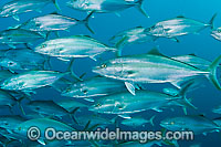 Amberjack (Seriola dumerili), schooling juveniles. This fast swimming pelagic fish is excellent eating and commercially fished. It is found throughout the Alantic, Pacific and Indian Oceans.