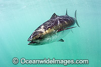 Captive Southern Bluefin Tuna (Thunnus maccoyii), held in a pen in Boston Bay in Port Lincoln, South Australia. Port Lincoln is the major hub for Southern Bluefin Tuna fishing in Australia. The species is considered critically endangered.