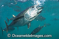 Captive Southern Bluefin Tuna (Thunnus maccoyii), held in a pen in Boston Bay in Port Lincoln, South Australia. Port Lincoln is the major hub for Southern Bluefin Tuna fishing in Australia. The species is considered critically endangered.