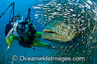 Underwater Photographer with a Atlantic Goliath Grouper (Epinephelus itajara), surrounded by schooling Sardines. This Grouper is protected and listed as a threatened species. Photo taken at Jupiter, Florida, USA