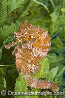 Lined Seahorse (Hippocampus erectus), resting amongst algae in Singer Island, Florida, USA.