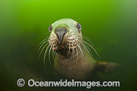 Steller Sea Lion (Eumetopias jubatus), underwater. Also known as Northern Sea Lion and Stellar Sea Lion. Photo taken at an island north of Vancouver Island, British Columbia, Canada. Classified as Endangered Species on the IUCN Red List.
