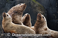 Steller Sea Lions (Eumetopias jubatus). Also known as Northern Sea Lion and Stellar Sea Lion. Photo taken at an island north of Vancouver Island, British Columbia, Canada. Classified as Endangered Species on the IUCN Red List.