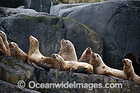 Steller Sea Lions (Eumetopias jubatus). Also known as Northern Sea Lion and Stellar Sea Lion. Photo taken at an island north of Vancouver Island, British Columbia, Canada. Classified as Endangered Species on the IUCN Red List.