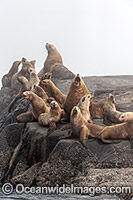 Steller Sea Lions (Eumetopias jubatus), resting on a rocky island north of Vancouver Island, British Columbia, Canada. Also known as Northern Sea Lion and Stellar Sea Lion. Classified as Endangered Species on the IUCN Red List.