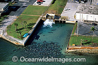 Florida Manatees (Trichechus manatus latirostris) gathered around the warm-water outflow of a power plant in Riviera Beach, Florida during a cold front. Also known as Sea Cows. Florida, USA. Classified Endangered Species on the IUCN Red list.