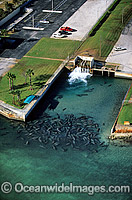 Florida Manatees (Trichechus manatus latirostris) gathered around the warm-water outflow of a power plant in Riviera Beach, Florida during a cold front. Also known as Sea Cows. Florida, USA. Classified Endangered Species on the IUCN Red list.