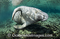 Florida Manatee (Trichechus manatus latirostris). Also known as Sea Cow. Crystal River Florida, USA. Classified Endangered Species on the IUCN Red list.
