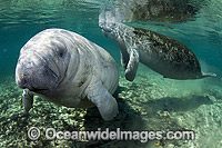 Florida Manatee (Trichechus manatus latirostris). Also known as Sea Cow. Crystal River Florida, USA. Classified Endangered Species on the IUCN Red list.