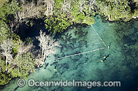 Aerial photograph of Florida Manatees ((Trichechus manatus latirostris) in the Three Sisters Spring, Crystal River, northwest Florida, USA. The roped-off area is a refuge for the manatees where people are not allowed to enter.