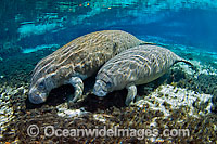 Florida Manatee (Trichechus manatus latirostris). Also known as Sea Cow. Classified as Endangered Species on the IUCN Red list. Photographed in Three Sisters Spring in Crystal River, Florida, USA.