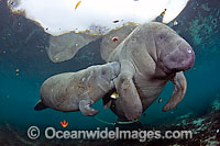 Florida Manatee (Trichechus manatus latirostris), mother and calf equipped with tracking device so researchers can monitor the animals movements. Also known as Sea Cow. Endangered species on IUCN Red List. Three Sisters Spring, Crystal River, Florida, USA