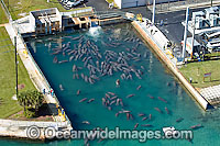 Florida Manatees (Trichechus manatus latirostris), gathered around the warm-water outflow of a power plant in Riviera Beach, Florida, USA, during a cold front. Also known as Sea Cows. Classified as Endangered Species on the IUCN Red list.