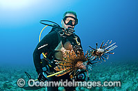 Scuba Diver with a catch of Lionfish (Pterois volitans), an invasive and poisonous species that has spread throughout the Caribbean and tropical Atlantic and threatens a variety of native marine life.