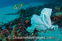 Garbage consisting of plastic bags, fishing line and litter scattered along the bottom of Palm Beach County reefs and intracoastal waterways. Florida, USA