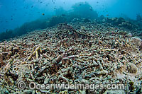 Coral reef in Komodo National Park destroyed by blast or dynamite fishing, a destructive and unsustainable method of fishing prevalent in select areas of the South Pacific.