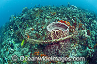 Discarded anchor line damaging delicate sponges and corals on the Breakers Reef in Palm Beach County, Florida, United States.