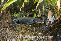 American Alligator (Alligator mississippiensis). Fakahatchee Strand State Park, Everglades, Florida, USA.