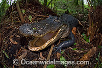 Wild, non-habituated female American Alligator (Alligator mississippiensis), guarding her nest in the Everglades, Florida, USA