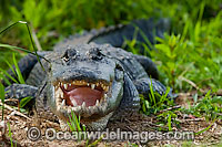 Wild, unrestrained American Alligator (Alligator mississippiensis), in Shark Valley, Everglades National Park, Florida, USA