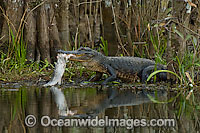 Wild, unrestrained American Alligator (Alligator mississippiensis), feeding on a common Snook (Centropomus undecimalis) in the Big Cypress National Preserve in the Florida Everglades, USA