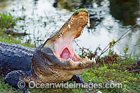 Wild, unrestrained American Alligator (Alligator mississippiensis), in Shark Valley, Everglades National Park, Florida, USA